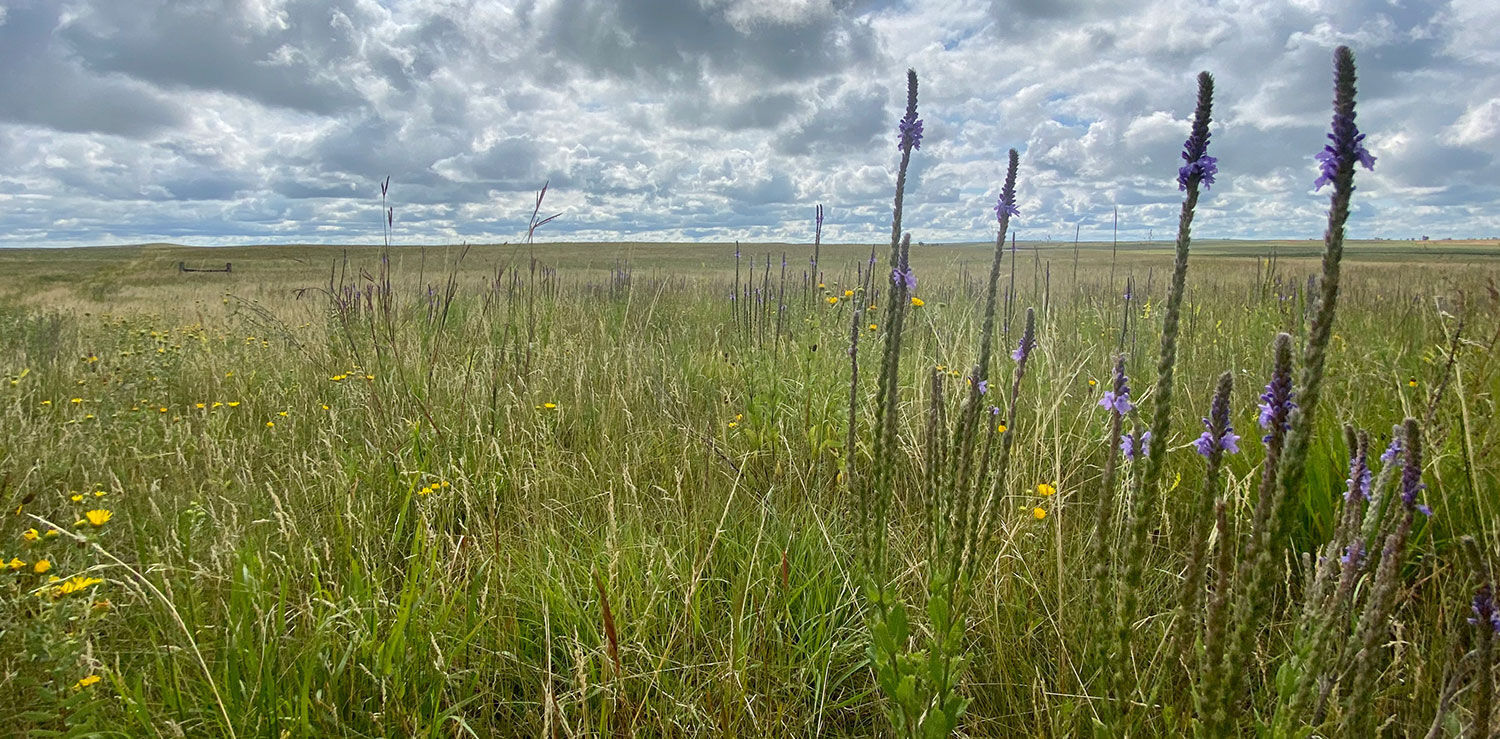 tmb-quality-grasslands. jpg